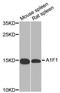 AIF1 antibody, A1527, ABclonal Technology, Western Blot image 