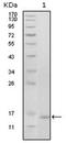 HEP antibody, AM06213SU-N, Origene, Western Blot image 