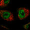 Myocardin Related Transcription Factor B antibody, AMAb90887, Atlas Antibodies, Immunofluorescence image 