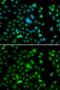 ETS-related transcription factor Elf-5 antibody, GTX33178, GeneTex, Immunofluorescence image 