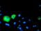 Carboxypeptidase A1 antibody, TA504520, Origene, Immunofluorescence image 