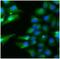 Acyl-CoA Dehydrogenase Short Chain antibody, FNab00066, FineTest, Immunofluorescence image 