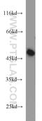 Autophagy protein 5 antibody, 10181-2-AP, Proteintech Group, Western Blot image 