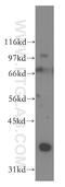 Deleted in azoospermia-like antibody, 12633-1-AP, Proteintech Group, Western Blot image 