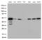Cyclin Dependent Kinase 15 antibody, LS-C792974, Lifespan Biosciences, Western Blot image 