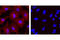 Mouse IgG antibody, 9641S, Cell Signaling Technology, Immunofluorescence image 