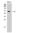 FGR Proto-Oncogene, Src Family Tyrosine Kinase antibody, STJ92241, St John
