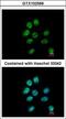 Zinc finger protein 143 antibody, LS-C185493, Lifespan Biosciences, Immunocytochemistry image 