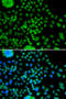 Protein atonal homolog 7 antibody, abx005480, Abbexa, Western Blot image 