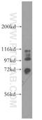 Syntaxin Binding Protein 3 antibody, 13764-1-AP, Proteintech Group, Western Blot image 