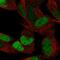 Estrogen-related receptor gamma antibody, HPA044678, Atlas Antibodies, Immunocytochemistry image 