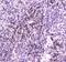 He1 antibody, PA5-79755, Invitrogen Antibodies, Immunohistochemistry frozen image 