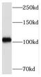 Mediator Complex Subunit 15 antibody, FNab05089, FineTest, Western Blot image 