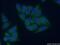 COMM domain-containing protein 1 antibody, 11938-1-AP, Proteintech Group, Immunofluorescence image 