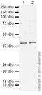 Mi antibody, ab3201, Abcam, Western Blot image 