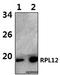 Ribosomal Protein L12 antibody, A07613-2, Boster Biological Technology, Western Blot image 