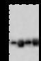 Proteasome Subunit Beta 8 antibody, 102075-T46, Sino Biological, Western Blot image 