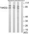 FAST Kinase Domains 2 antibody, PA5-38810, Invitrogen Antibodies, Western Blot image 
