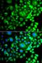 POC1 Centriolar Protein A antibody, orb247996, Biorbyt, Immunofluorescence image 