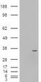 Neurogenin 3 antibody, LS-C114373, Lifespan Biosciences, Western Blot image 