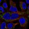 Mitochondrial Ribosomal Protein L19 antibody, HPA046805, Atlas Antibodies, Immunocytochemistry image 
