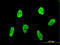 Fli-1 Proto-Oncogene, ETS Transcription Factor antibody, LS-C197233, Lifespan Biosciences, Immunofluorescence image 