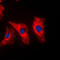 Vimentin antibody, LS-C353037, Lifespan Biosciences, Immunofluorescence image 