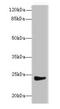 Mitochondrial Ribosomal Protein L22 antibody, CSB-PA878907LA01HU, Cusabio, Western Blot image 