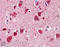 Ubiquitin B antibody, ADI-SPA-203-F, Enzo Life Sciences, Immunohistochemistry frozen image 