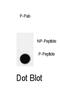 GSF antibody, abx032067, Abbexa, Dot Blot image 
