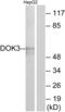 Docking protein 3 antibody, abx013670, Abbexa, Western Blot image 