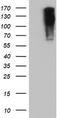 Glutamyl Aminopeptidase antibody, TA504037S, Origene, Western Blot image 