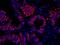 Ran-binding protein 3 antibody, IHC-00295, Bethyl Labs, Immunofluorescence image 