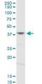 Forkhead Box L1 antibody, H00002300-D01P, Novus Biologicals, Western Blot image 