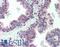 CER antibody, LS-B478, Lifespan Biosciences, Immunohistochemistry paraffin image 
