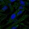 Ectopic P-Granules Autophagy Protein 5 Homolog antibody, PA5-56819, Invitrogen Antibodies, Immunofluorescence image 