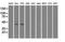 Glutamate-Ammonia Ligase antibody, NBP2-02125, Novus Biologicals, Western Blot image 
