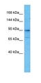 PMS1 Homolog 1, Mismatch Repair System Component antibody, orb331457, Biorbyt, Western Blot image 