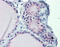 Guanine nucleotide-binding protein G(s) subunit alpha isoforms short antibody, 25-797, ProSci, Immunohistochemistry frozen image 