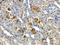 Iduronate 2-Sulfatase antibody, orb157616, Biorbyt, Immunohistochemistry paraffin image 