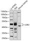 LIM Domain Binding 2 antibody, 13-673, ProSci, Western Blot image 