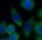 Casein Kinase 2 Alpha 1 antibody, FNab02023, FineTest, Immunofluorescence image 