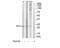 Myosin light chain 3 antibody, TA311754, Origene, Western Blot image 
