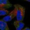UBX Domain Protein 2A antibody, HPA065482, Atlas Antibodies, Immunofluorescence image 