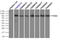 TYRO3 Protein Tyrosine Kinase antibody, LS-C114519, Lifespan Biosciences, Immunoprecipitation image 