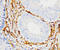 Galectin 1 antibody, LS-C312585, Lifespan Biosciences, Immunohistochemistry frozen image 