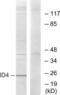 Inhibitor Of DNA Binding 4, HLH Protein antibody, LS-B9923, Lifespan Biosciences, Western Blot image 