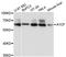 APOBEC1 Complementation Factor antibody, LS-C748148, Lifespan Biosciences, Western Blot image 