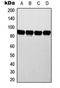 ATR Interacting Protein antibody, LS-C354219, Lifespan Biosciences, Western Blot image 