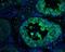 Golgi Associated PDZ And Coiled-Coil Motif Containing antibody, NBP1-77242, Novus Biologicals, Immunohistochemistry paraffin image 